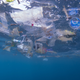 Surface plastic debris